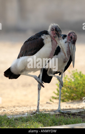 Marabou Storch (Leptoptilos Crumeniferus), zwei Personen stehend nahe bei einander synchron, Katar Stockfoto