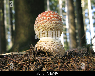 Fliegenpilz (Amanita Muscaria), mit geschlossener Kappe im Bayerischen Wald, Deutschland Stockfoto