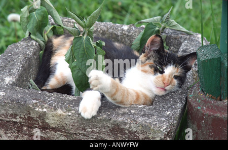 Süße Katze ruht in den konkreten Topf an einem heißen Sommertag. Stockfoto