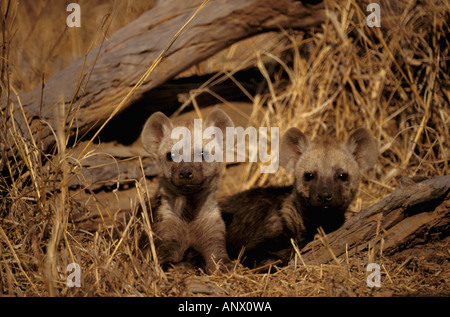 Afrika, Kenia, Masai Mara. Junge gefleckte Hyänen (Crocuta Crocuta) Stockfoto