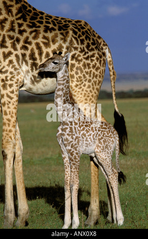 Afrika, Kenia, Masai Mara. Giraffe Mutter und Kind (Giraffe Camelopadalis) Stockfoto