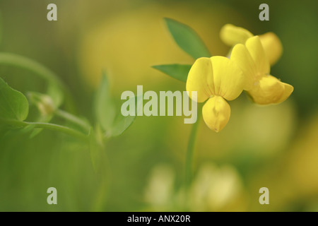 gemeinsamen Vogel's – Foot Trefoil (Lotus Corniculatus), blühende Pflanze, Deutschland, Sachsen Stockfoto