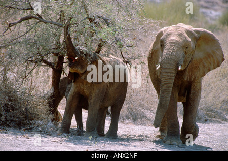 Afrika, Namibia, Damaraland. Mutter und Baby Wüstenelefanten Essen in rauen Lebensraum. Stockfoto