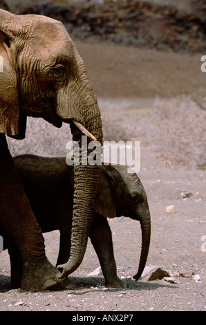 Afrika, Namibia, Damaraland. Mutter und Baby Wüstenelefanten in rauen Lebensraum. Stockfoto