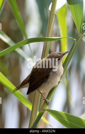 Rohrsänger (Acrocephalus Scirpaceus), vollwertige Jungvogel auf Reed, Deutschland, Bayern, Staffelsee Stockfoto