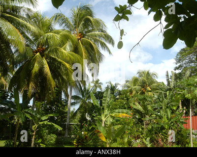 Pflanzenvielfalt im Regenwald, Papua-Neu-Guinea Stockfoto