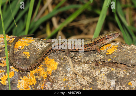 vivipare Eidechse, europäischen gemeinen Eidechse (Lacerta Vivipara, Zootoca Vivipara), liegend auf abgestorbenem Holz, Deutschland, Bayern Stockfoto