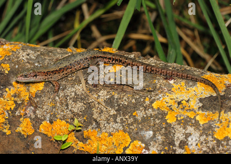 vivipare Eidechse, europäischen gemeinen Eidechse (Lacerta Vivipara, Zootoca Vivipara), liegend auf abgestorbenem Holz, Deutschland, Bayern Stockfoto