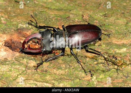 Hirschkäfer, Europäische Hirschkäfer (Lucanus Cervus), großer Mann trinken schwimmenden Saft zusammen mit Ameisen auf einem Eichenstamm, österreichische Stockfoto