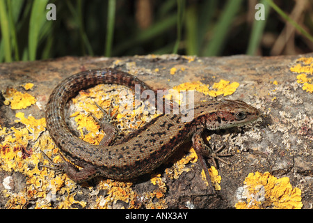 vivipare Eidechse, europäischen gemeinen Eidechse (Lacerta Vivipara, Zootoca Vivipara), liegend auf abgestorbenem Holz, Deutschland, Bayern Stockfoto