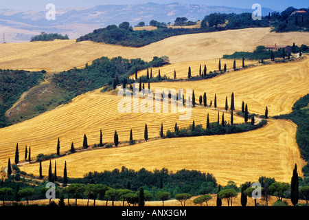 Landstraße schlängelt sich durch hügeliges Feld Landschaft, Italien, Toskana, La Foce Stockfoto