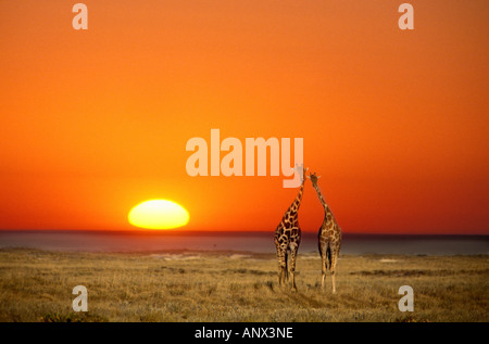 Eine Giraffe paar Spaziergänge in den Sonnenuntergang in Namibia Etosha Nationalpark Stockfoto