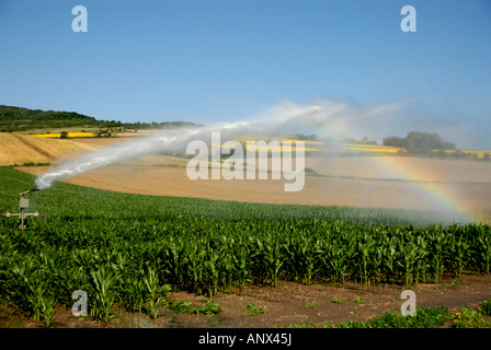 Sprinkleranlage in einem Feld von Mais, Centre, Auvergne, Frankreich, Europa Stockfoto