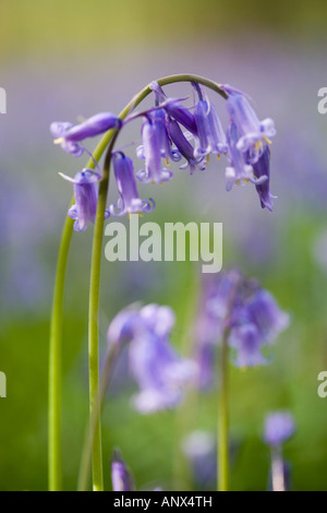 Gemeinsamer Name: Bluebell Holz lateinischer Name: Hyacinthoides Stockfoto