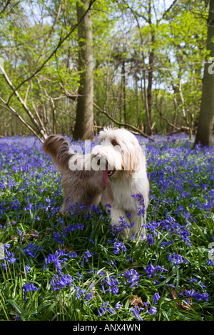 Bearded Collie in Bluebell woods Stockfoto