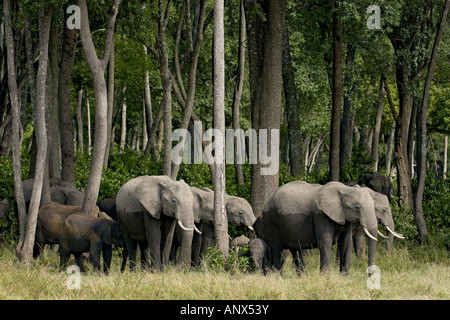 Afrikanischer Elefant (Loxodonta Africana), afrikanische Elefanten aus dem Wald, im Moor, Kenia zu ernähren Stockfoto