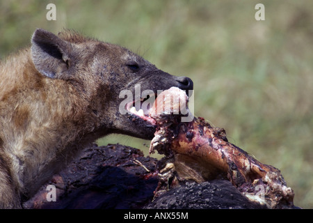 Gefleckte Hyänen (Crocuta Crocuta), Fütterung auf Toten afrikanischer Büffel, Kenia, Masai Mara Nationalpark Stockfoto