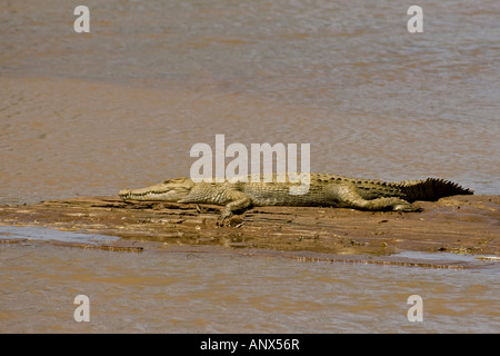 Nil-Krokodil (Crocodylus Niloticus), ruht auf einer Sandbank in Ewaso Nyasi Fluss in Samburu Nationalpark, Kenia, Masai Mara Stockfoto