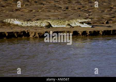 Nil-Krokodil (Crocodylus Niloticus), ruht auf einer Sandbank in Ewaso Nyasi Fluss in Samburu Nationalpark, Kenia, Masai Mara Stockfoto