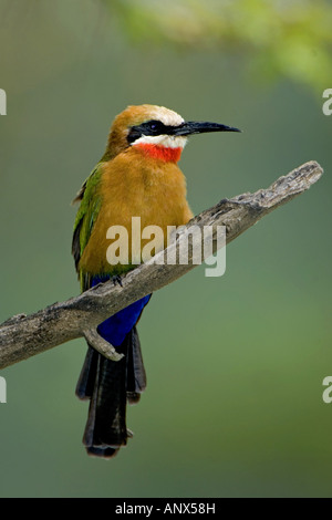 White-fronted Biene-Esser (Merops Bullockoides), Zweig, Kenia, Lake Nakuru NP Stockfoto