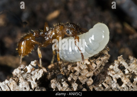 Ameise (Myrmica spec.), trägt eine Larven zum Nest, Norwegen Stockfoto