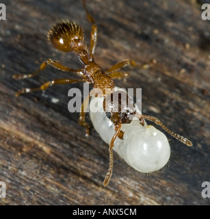 Ameise (Myrmica spec.), trägt eine Larven zum Nest, Norwegen Stockfoto