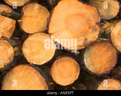 Blick vom Schnittholz Ende von einem Haufen von gefällten Kiefern Stockfoto