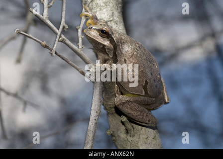 Comon Laubfrosch, Treefrog (Hyla Arborea), Klettern grau und gefleckte gemeinsame Laubfrosch, Griechenland, Thessalien, Olymp Stockfoto