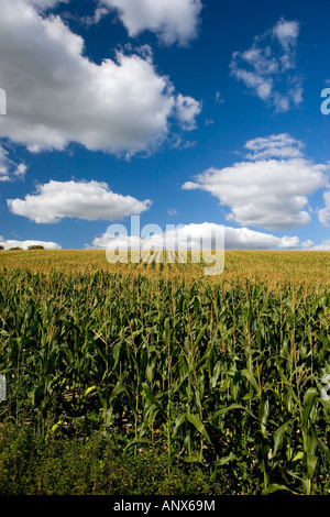 Kornfeld erschossen in Sussex England UK Stockfoto
