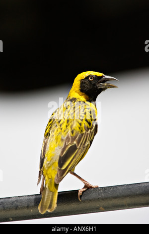 Afrika, Tansania, Speke Weber (Ploceus Spekei) Stockfoto