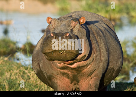 Afrika, Tansania, Flusspferde (Hippopotamidae Amphibius) Stockfoto