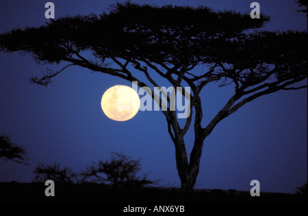 Afrika, Tansania, Tarangire. Akazie im Mondlicht Stockfoto