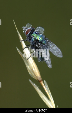 Schaf Maden fliegen, Schafe Schmeißfliege Greenbottle (Lucilia Sericata), mit Tau fällt, Deutschland Stockfoto