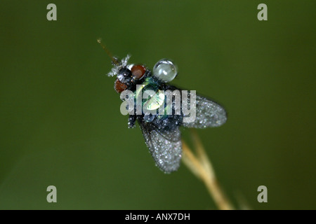 Schaf Maden fliegen, Schafe Schmeißfliege Greenbottle (Lucilia Sericata), mit Tau fällt, Deutschland Stockfoto