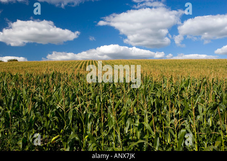 Kornfeld erschossen in Sussex England UK Stockfoto