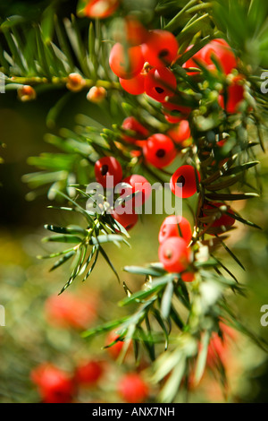 Eibe Baum Beeren - Taxus baccata Stockfoto