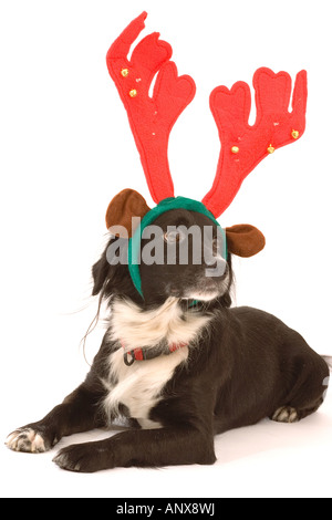 Mischling (Border Collie x ?) mit lustigem Elchgeweih Stockfoto