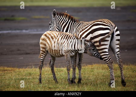 Gemeinsamen Zebra (Equus Quagga), Fohlen, saugen, Kenia, Lake Nakuru National Park Stockfoto