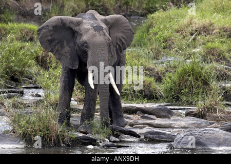 Afrikanischer Elefant (Loxodonta Africana), am Wasserloch, Kenia, Masai Mara National Reserve Stockfoto