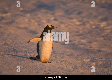 Ein Gentoo-Pinguin steht auf Schnee bedeckten Boden auf Petermann Island Stockfoto