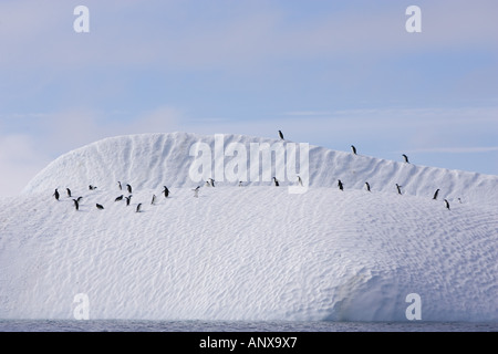 Eine Gruppe von Adelie-Pinguine ruhen auf einem Eisberg vor der Küste von Paulet Insel Stockfoto