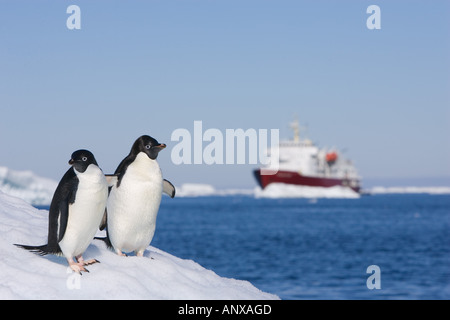 Eine Expedition Kreuzfahrtschiff sitzt hinter ein paar Adelie-Pinguine Faulenzen auf einem Eisberg Stockfoto