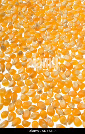 Popcorn Mais Popp pop unpopped Mais Mais Ausschnitt auf weißem Hintergrund Stockfoto