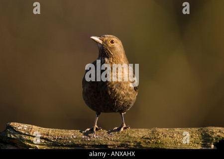 Weibliche Amsel auf Barsch (Turdus Merula) Stockfoto