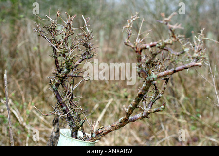 Rehe Capreolus Capreolus Schäden an einem jungen Prunus Spinosa Blackthorn durchsuchen Stockfoto