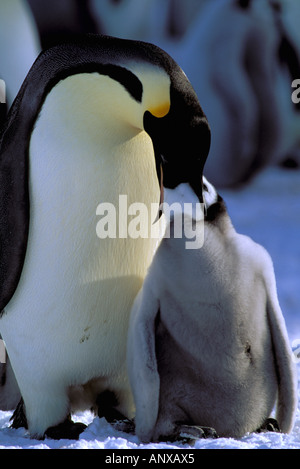 Antarktis, antarktische Halbinsel. Kaiser-Pinguin Fütterung Küken (Aptenodytes Forsteri) Stockfoto