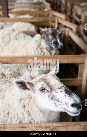 Schaf Schafe stehen in Stifte in einer Scheune in Lämmer Saison