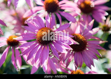 Full-Frame-Schuss von Echinacea Blüten im Sommer Stockfoto