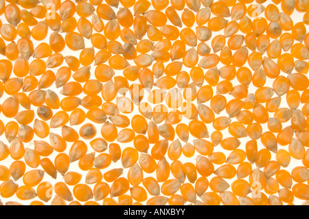 Popcorn Mais Popp pop unpopped Mais Mais Ausschnitt auf weißem Hintergrund Stockfoto