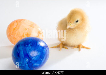 Küken neben Ostereier Stockfoto